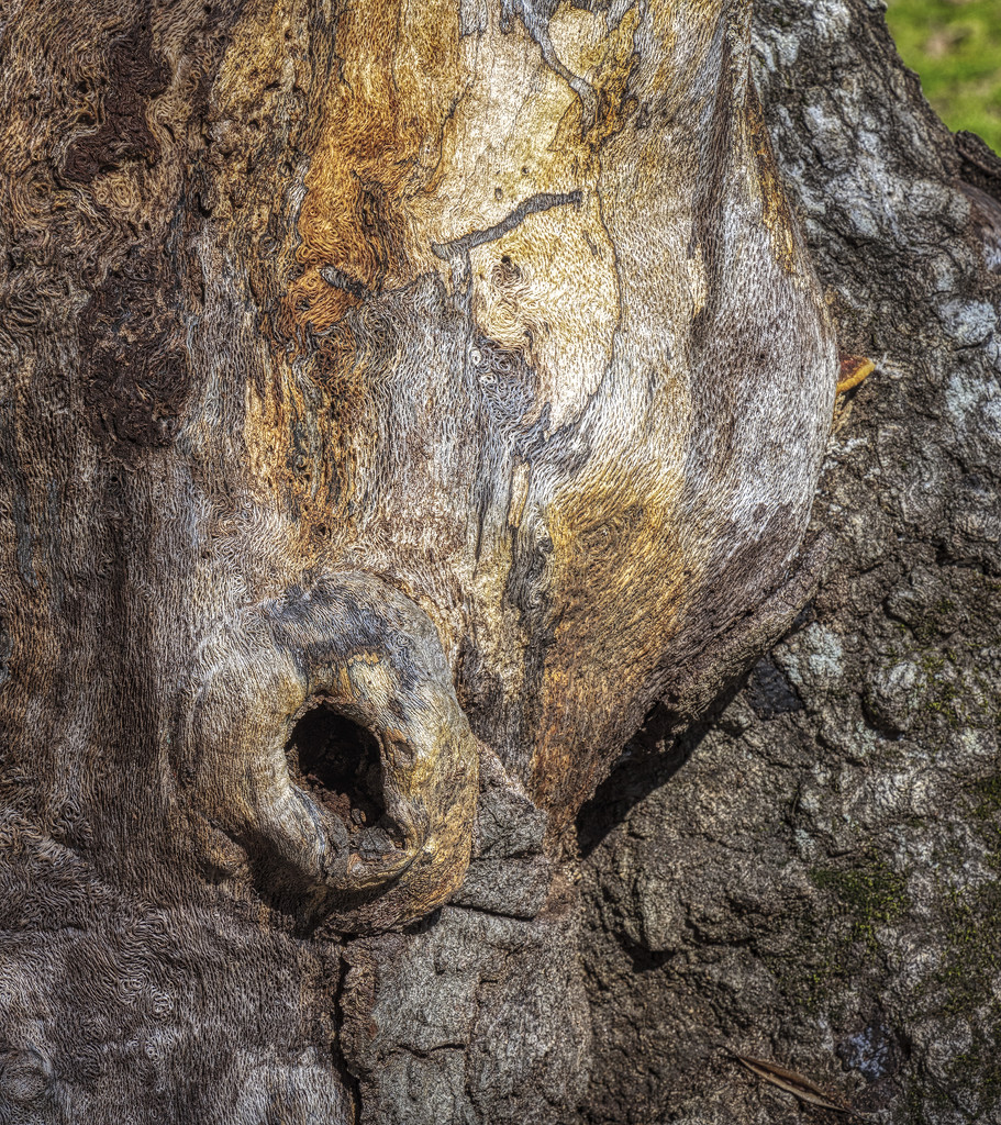 Horse Profile by kvphoto