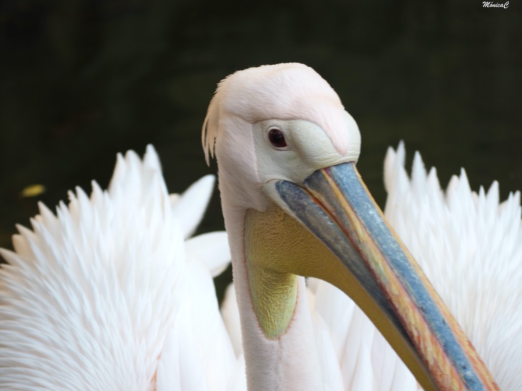 Pelikan by monicac