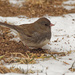Dark-eyed junco in the snow by rminer