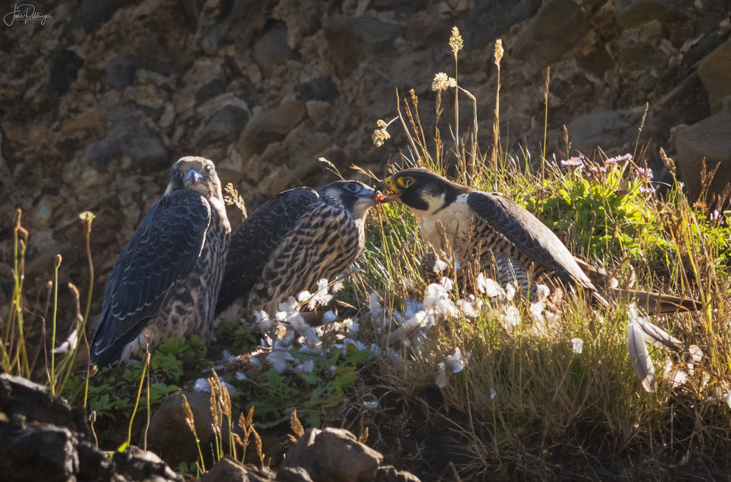 Mom Peregrine Falcon Feeding Babies by jgpittenger