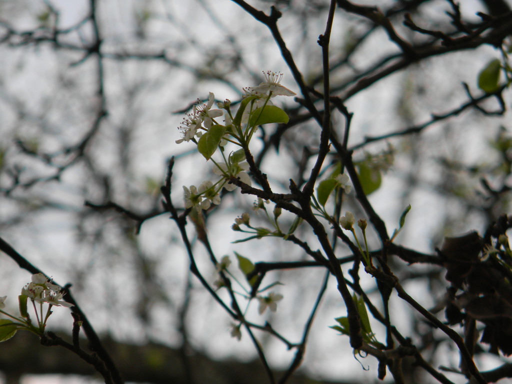 Pear Blossoms  by sfeldphotos