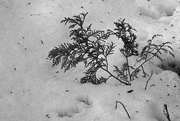 7th Feb 2020 - Cedar in the Snow