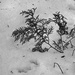 Cedar in the Snow by farmreporter