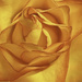 Rose L'Orange by joysfocus