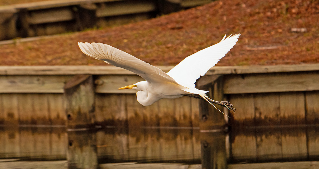 Egret on the Fly-away! by rickster549