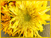 16th Feb 2020 - Sunflowers 