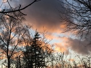 11th Feb 2020 - Sunset through the treetops 