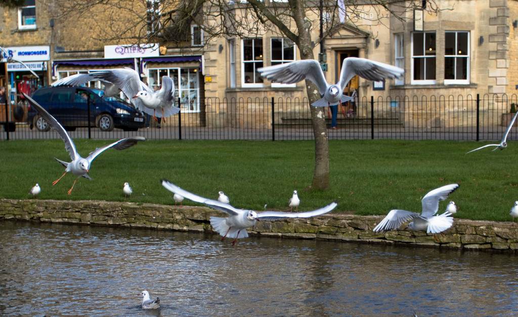 Flighty gulls by peadar
