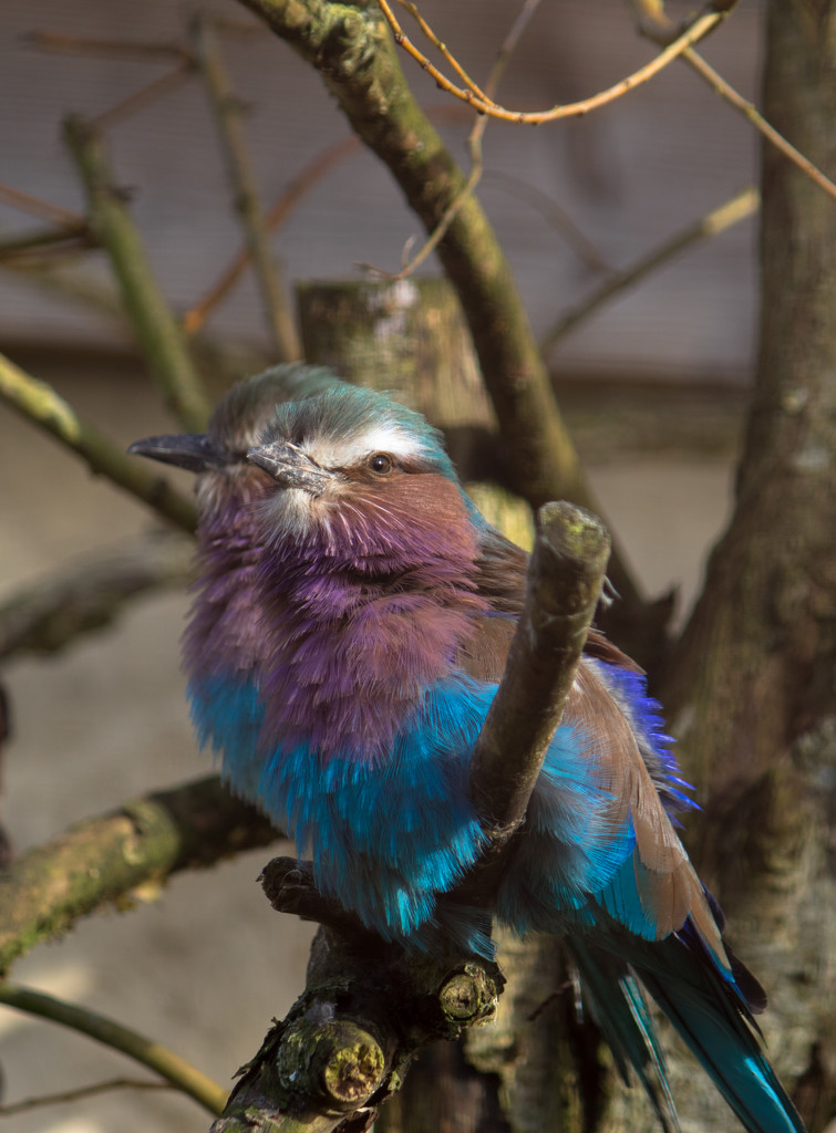 Lilac breasted roller by peadar