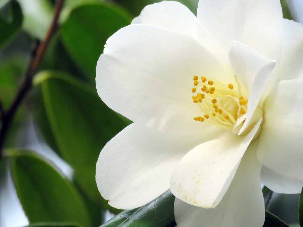 White Camellia by seattlite