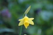 16th Feb 2020 - Daffodil