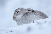 16th Feb 2020 - Mountain Hare