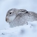Mountain Hare by shepherdmanswife