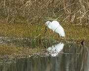 16th Feb 2020 - LHG_0019-Great Egret with frog