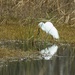 LHG_0019-Great Egret with frog by rontu