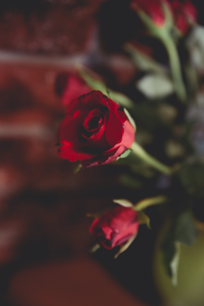 Red Roses by panoramic_eyes