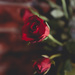 Red Roses by panoramic_eyes