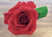 14th Feb 2020 - Valentine's Rose 