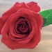 Valentine's Rose  by julie