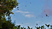 17th Feb 2020 -   Just A Few Spiders ~  