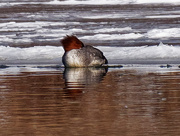 16th Feb 2020 - merganser resting on ice