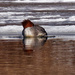 merganser resting on ice by rminer