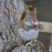 Red Squirrel by frantackaberry