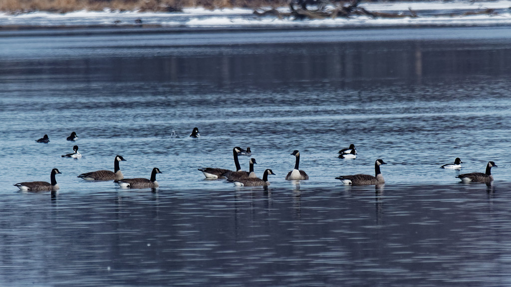 geese and goldeneyes by rminer