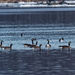 geese and goldeneyes by rminer