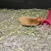 Hamster at Pet Store by sfeldphotos