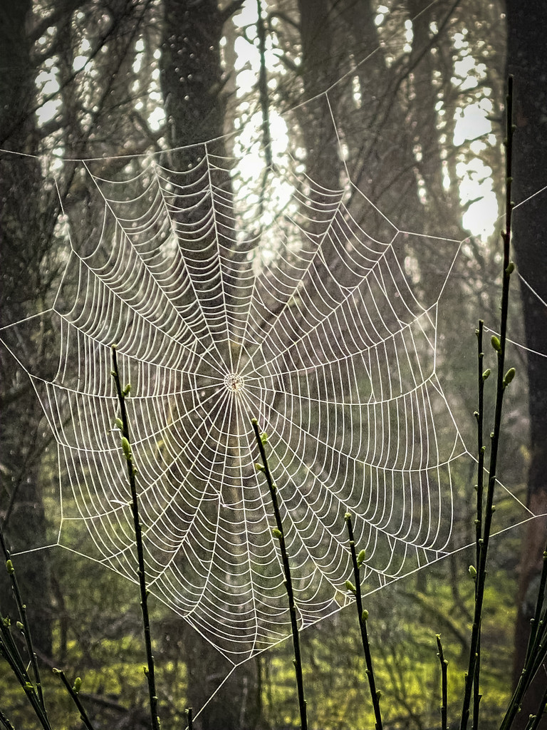 Spider Web  by jgpittenger