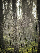 16th Feb 2020 - Spider Web 