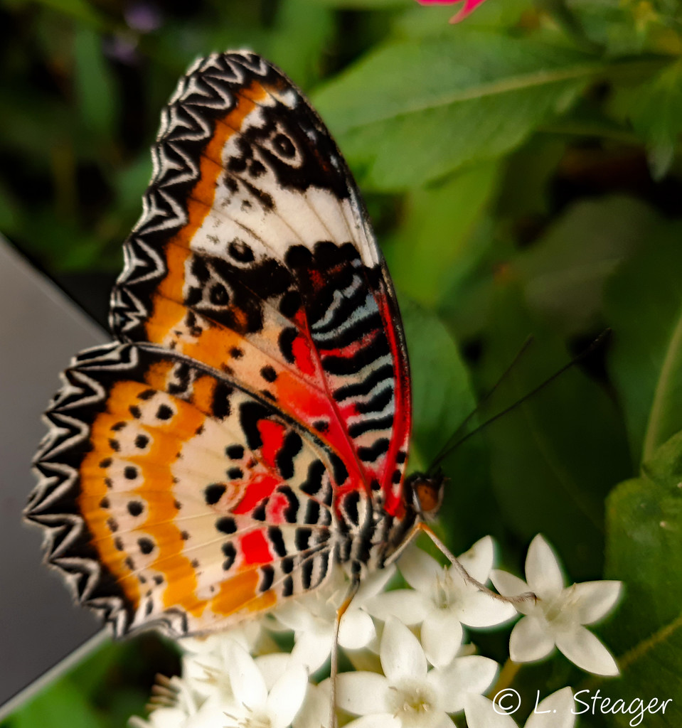 Leopard Lacewing by larrysphotos