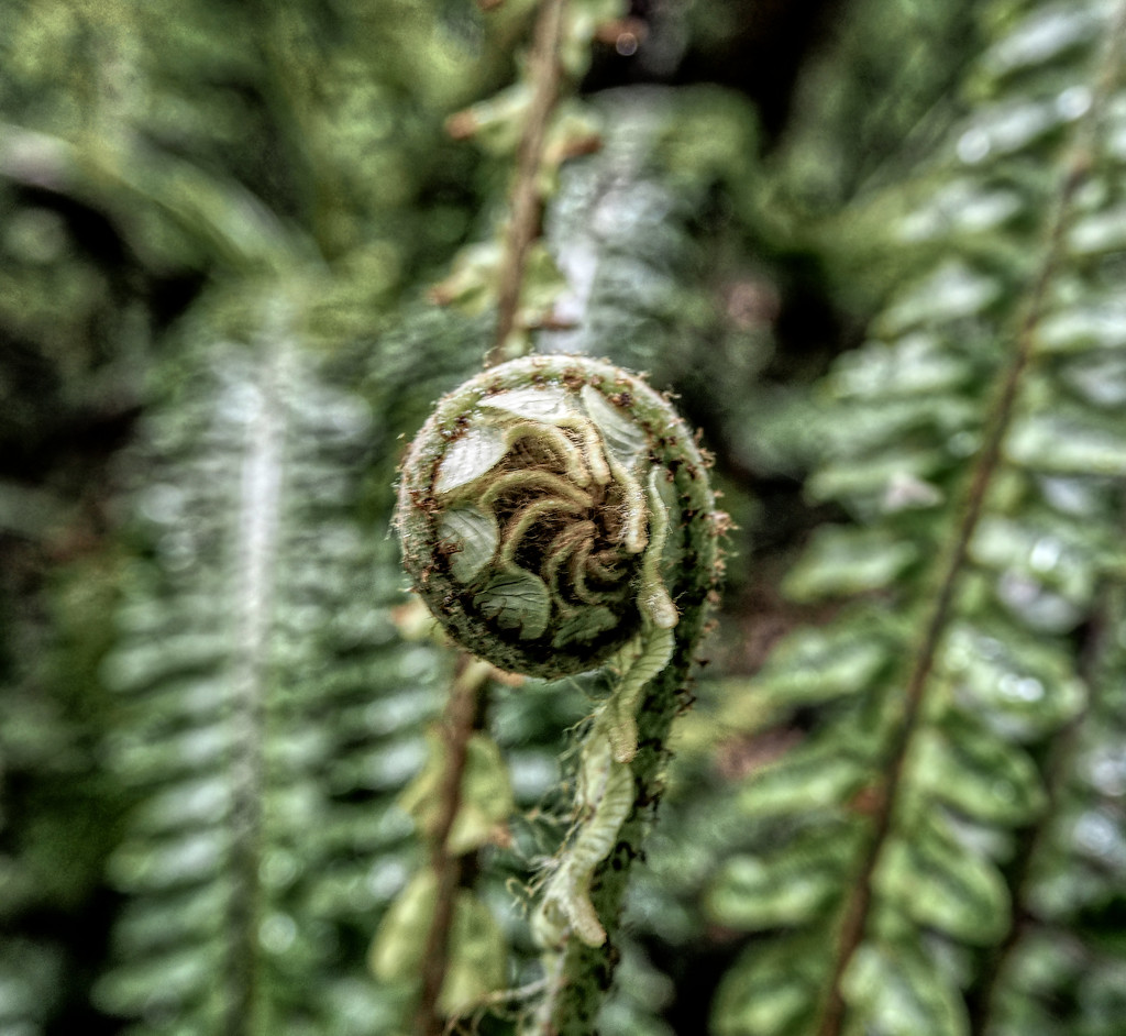 i'm a little frond of this shot... by graemestevens