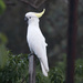 White Cocky ( bird on a stick ) by fr1da