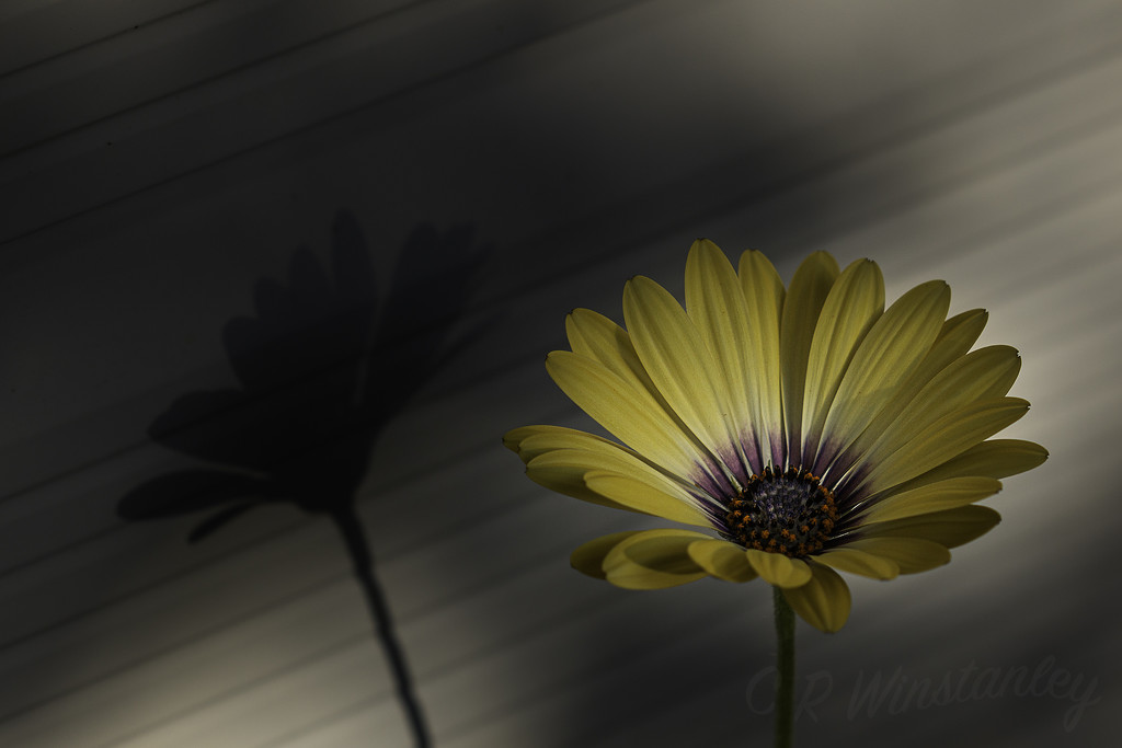 Daisy with Shadow by kipper1951