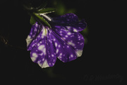 12th Feb 2020 - Petunia