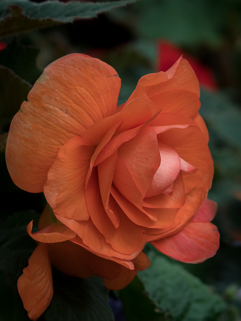 Orange rose by gosia