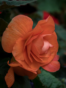15th Feb 2020 - Orange rose