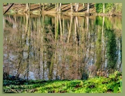 17th Feb 2020 - Tree Reflections On The Lake