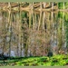 Tree Reflections On The Lake by carolmw