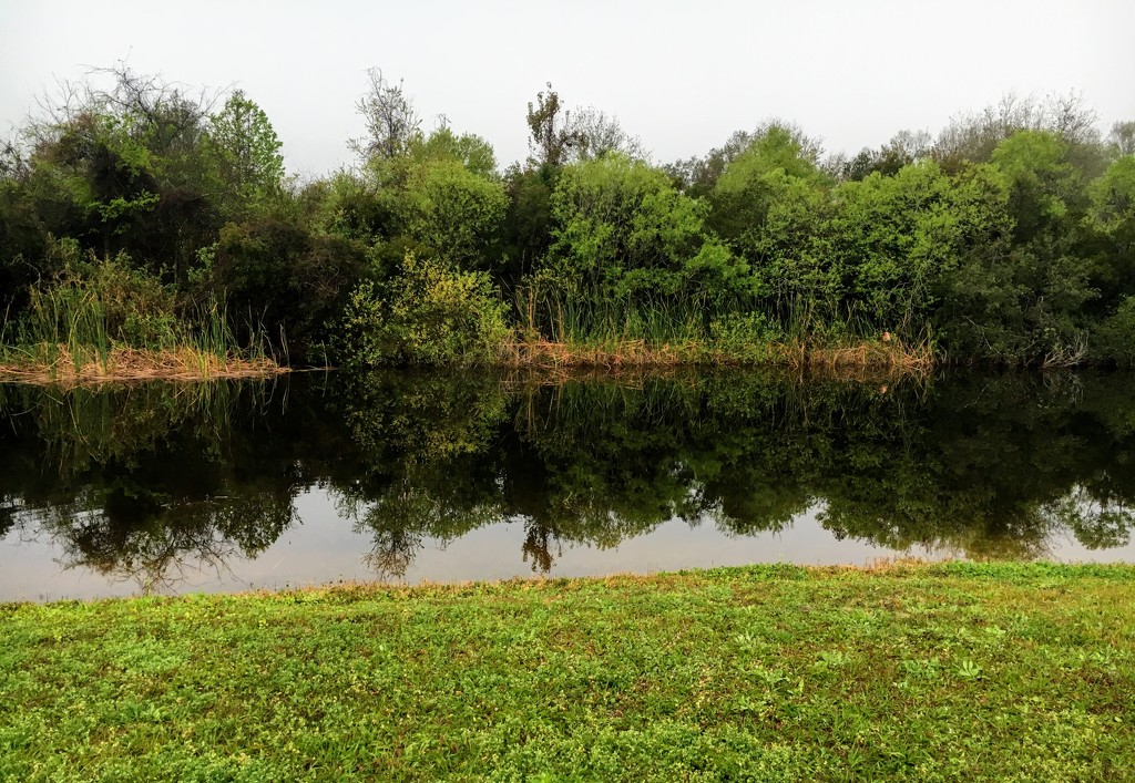 Overcast Pond by wilkinscd