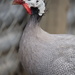 February Series - A month of Guinea Fowl (17) by kgolab