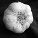 Garlic by tdaug80