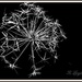 Allium Seedhead by beryl