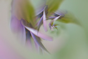 17th Feb 2020 - Lilac Flowers in abstract...........