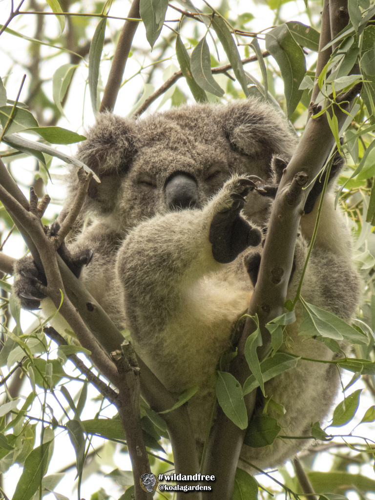 all in a koala day by koalagardens