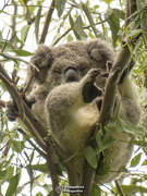 17th Feb 2020 - all in a koala day