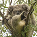 all in a koala day by koalagardens
