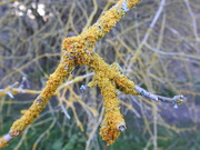 12th Feb 2020 - Lichen